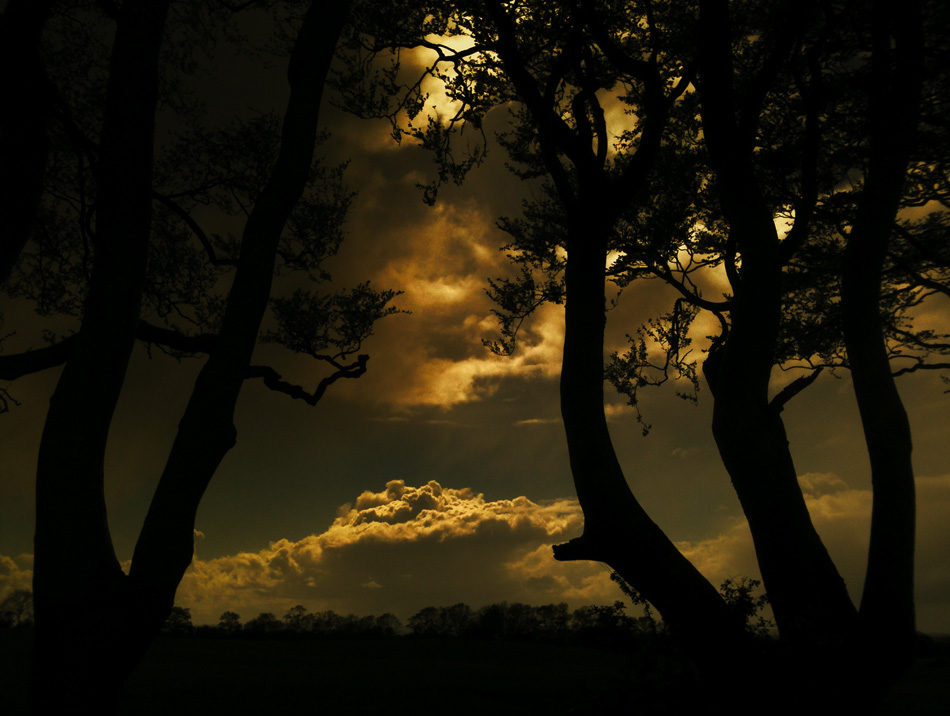 Landscape photograph of The Dark Hedges, Northern Ireland - photo 2389 photo icon.