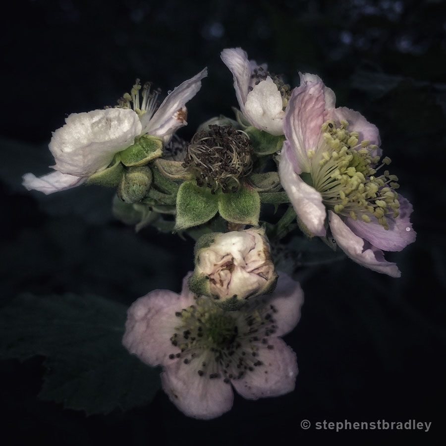 Wild blackberry blossom - contemporary fine art photography for sale, photo 1358