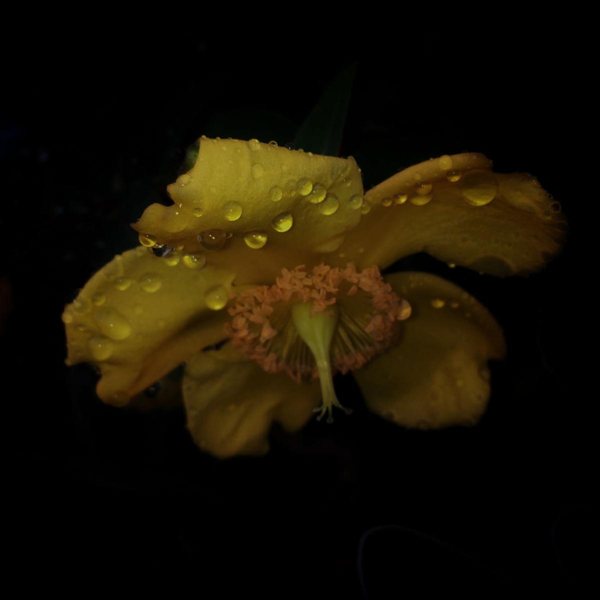Contemporary fine art photograph of dewdrops on Hypericum Hidcote by Stephen S T Bradley - photo 1158