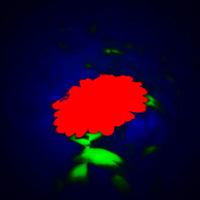 Fine art photography, Bluebottle Red, of a hyper colour saturated chrysanthemum against dark blue hues in the Irish countryside, limited edition by Stephen S T Bradley