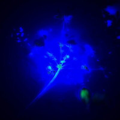 Fine art photography, Galaxy Blue, hyper saturated plants in Irish glen, fine art photograph by Stephen S T Bradley