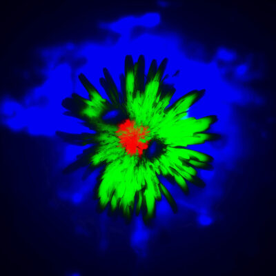 Fine art photography, Taraxacum, of a hyper saturated dandelion against a dark blue background in the Irish countryside, fine art photo by Stephen S T Bradley